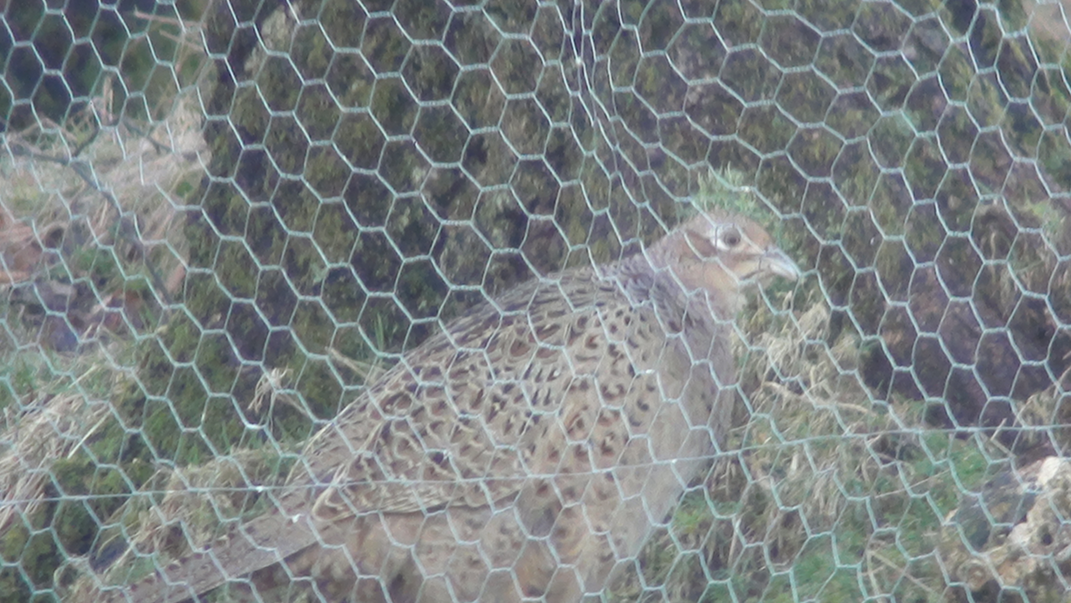 Hen Pheasant